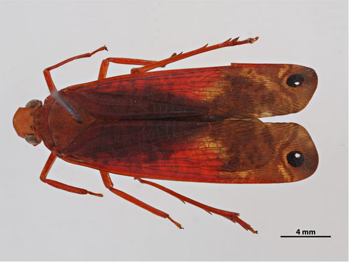 CBD Zophiuma pupillata