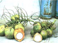 CCCVd husks_opt