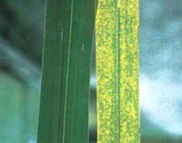 CCCVd leaf_opt