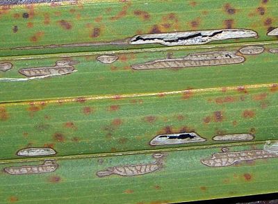 cflatmoth leaf damage_opt-400 copy