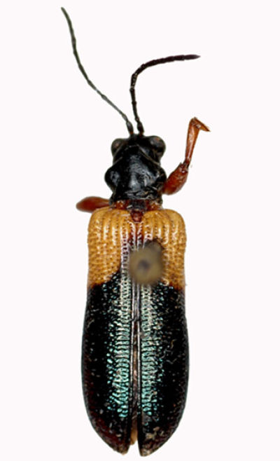 Promecotheca_opacicollis_opt