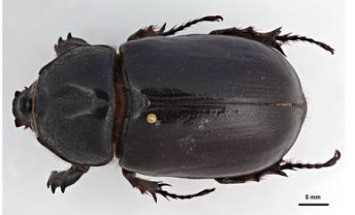 M CRB Female dorsal_opt