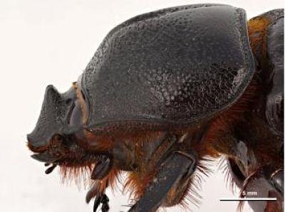 M CRB Female head_opt