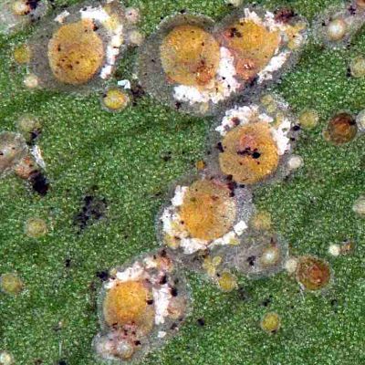 aspidiotus_rigidus_eggs cresent_opt