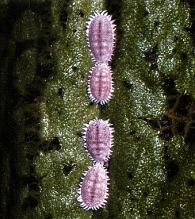 P.lilacoccus copy