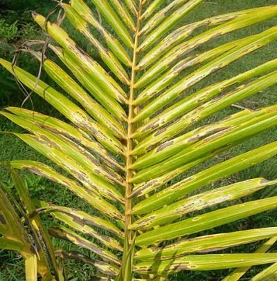 leaf damage_opt copy