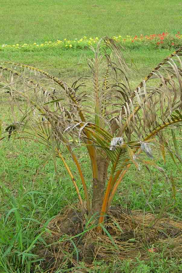 seedling damage
