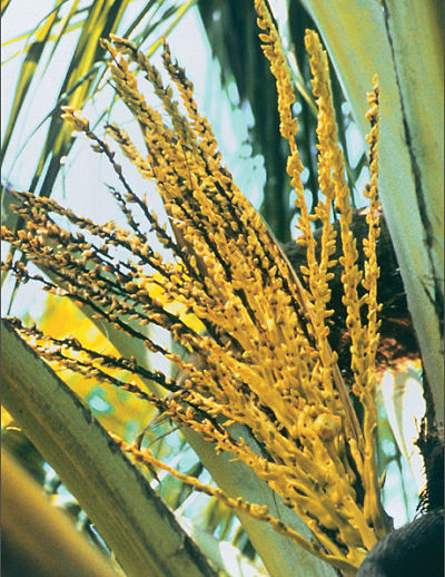 Inflorescences with LY_opt