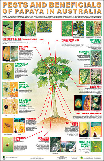 Papaya-Pests-Poster_opt-2