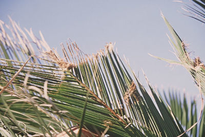 RPW leaf damage_opt