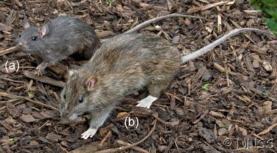 comparison R_opt