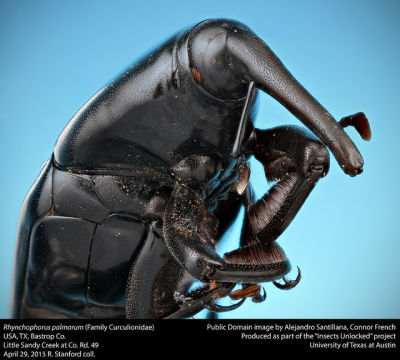 R_palmarum_opt