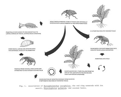 redringnematode cycle_opt