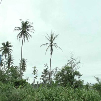 sexava defoliation_opt copy