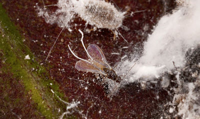 Ferrisia_virgata immature female and adult male_opt copy