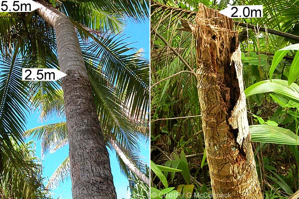 CTermite trunk damage