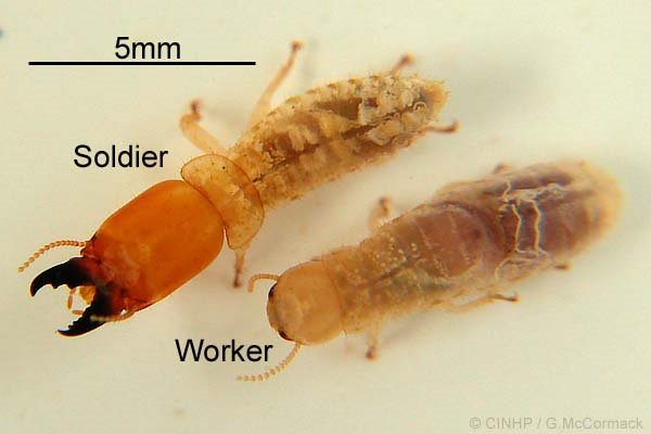 Soldier and Worker