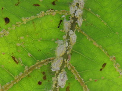 P9050040_opt