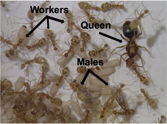 lifecycle male diagram