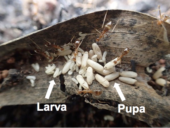 lifecyle pupae diagram